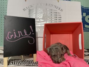 Selling are American bully puppies