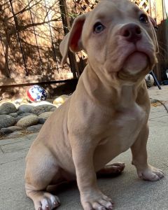Female American Bully