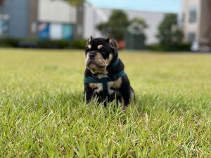 American Bully Tri Female