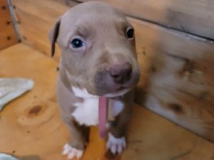 Miniture pitbull bully female pup