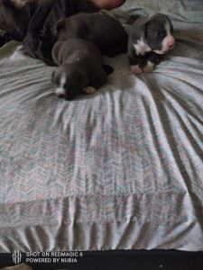 Blue nose ghotti razor edge pits