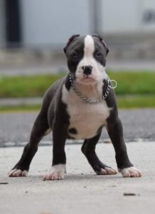 American bully puppies