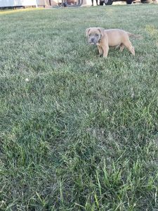 Who needs friends? We do! Affordable fury friends look no longer.