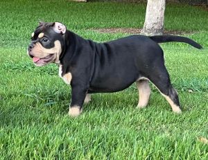 American Bully Tri Female