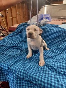 3 xl american bullys