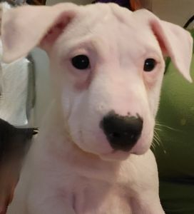 Beautiful White Female American bully pups very loving babies