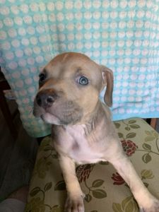 XL American Bully puppies