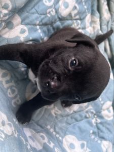 Bully’s looking for new home