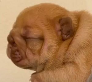 Female Puppies Just Dropped