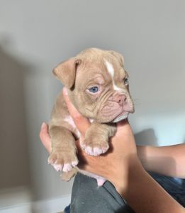 American Bully Puppies for Sale
