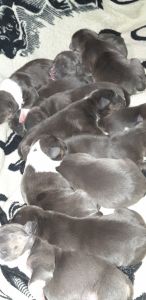 ABKC American Bully puppies