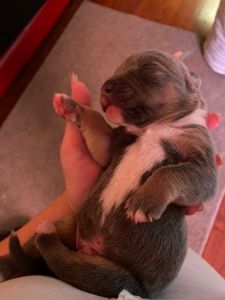 Messiah First production XL Bullies