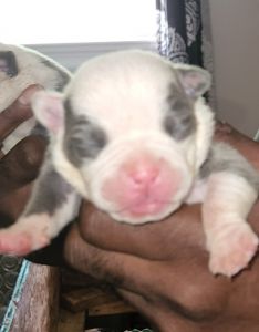 Bully puppies for sale