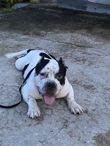 I have an amazing American Bully for Adoption