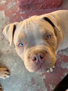 Micro bullies 4months old