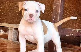 Lovely American Bulldog