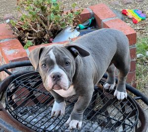 Micro American bully