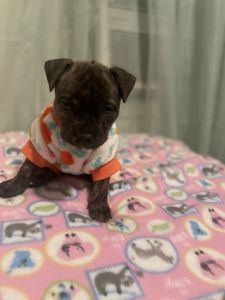 American xl puppy Merle