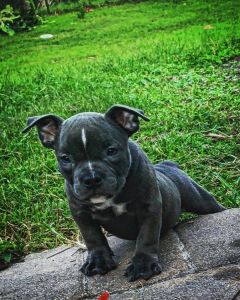 Beautiful American bully puppys