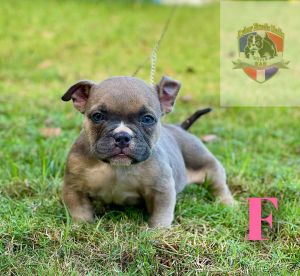 American Bully Micro Exotic