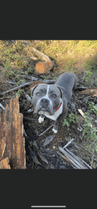 Puppies in the making pocket bully/ blue nose pit