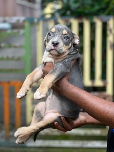 American bully 43 days