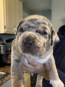 XL Bully Puppies