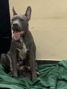 American bully XXL Show Quality New Born puppies Sale in Bangalore Kor