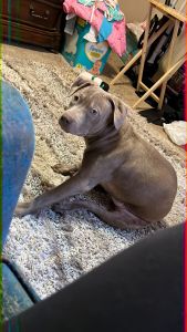 American Bully/Pitbull Mix red/blue nose