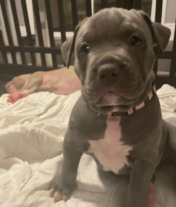 Bluenose American bullies