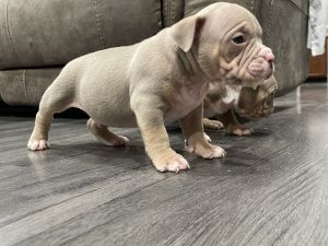 Exotic Bully Pups 5 boys /2 girls