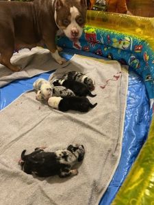 Exotic pocket bullies