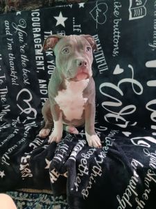 3 months American bullies