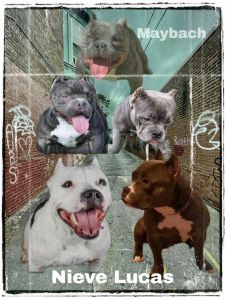 Maybach Blood line puppies