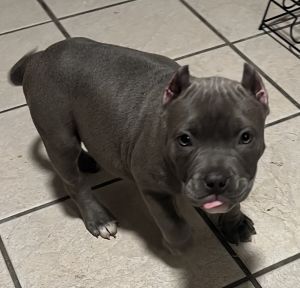 American bully puppies for sale 9 1/2 week 4 girls 1 boy