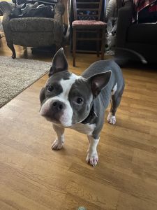 American bully for sale