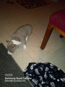 American bully puppy