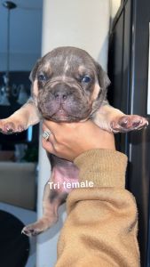 American bully puppies