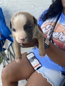 Scorpio Bullies Jazz and Bishop Collaboration