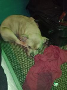 Pocket bully pup for sale