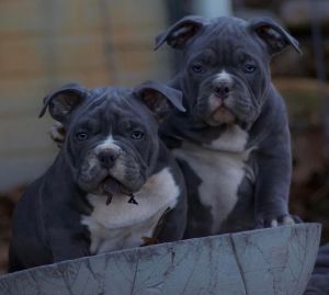 American bully puppies