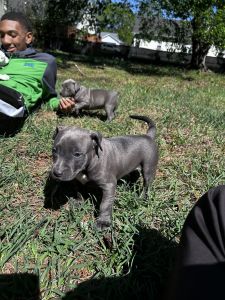 American bully pups