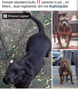 Female standard up for grabs