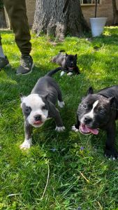 American bully pups for sale