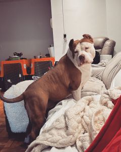 Big chapo the **l bully 69kg / 154lbs