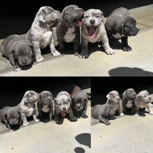 American Bully Puppies