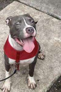 American bully pit mix