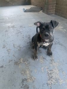 Born March 13 has first shots , dewormed