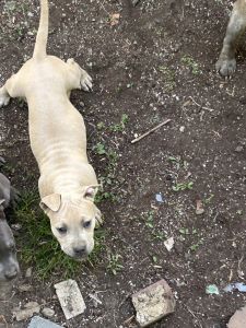 Healthy and beautiful pups