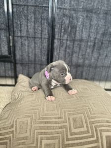 Micro Bully puppies